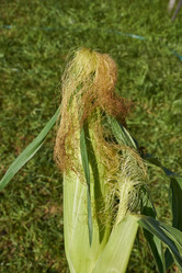 Similar image 21907131