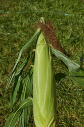 Similar image 21907134