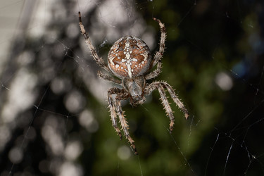 Similar image 21907144