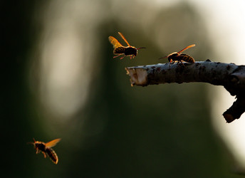 Similar image 21911238