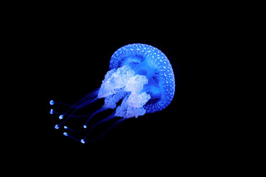 Similar image 21907724