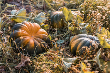 Similar image 21909514