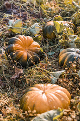 Similar image 21909516