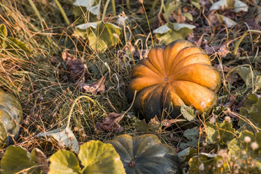 Similar image 21909518