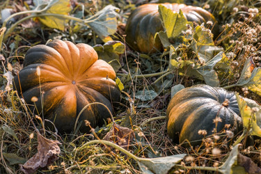 Similar image 21909520