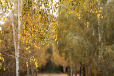 Similar image 21911290