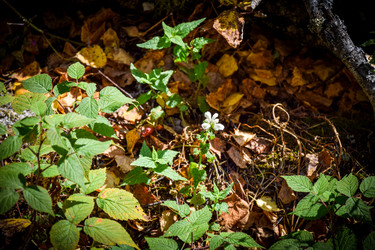 Similar image 21907532