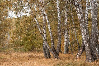 Similar image 21909196