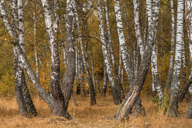 Similar image 21909197