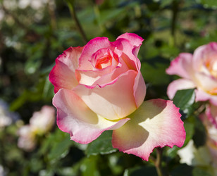 Similar image 21906962