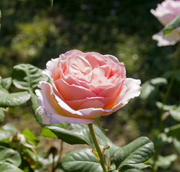 Similar image 21906964