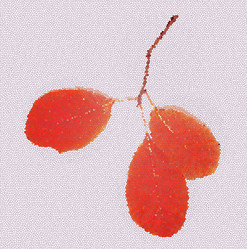 Similar image 21909089