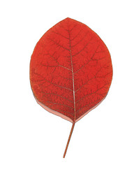 Similar image 21909259