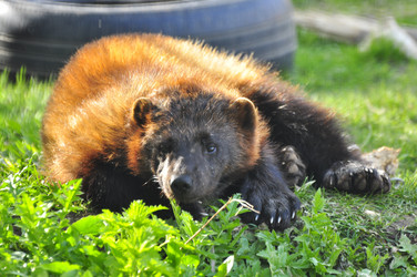 Similar image 21911053