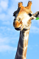 Similar image 21911067