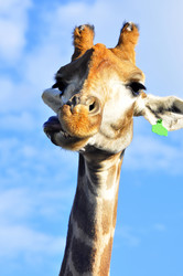 Similar image 21911073