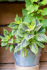 Similar image 21907344