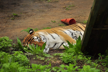 Similar image 21911385