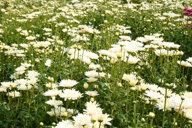 Similar image 21919454