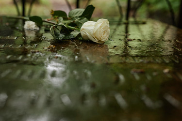 Similar image 21931985