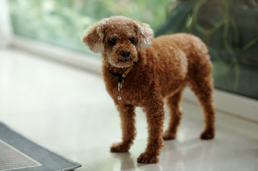 Similar image 21918842