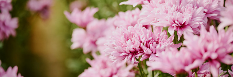 Similar image 21927504