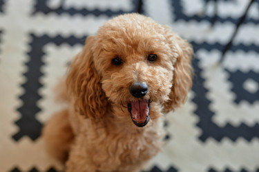 Similar image 21931137