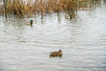 Similar image 21934015