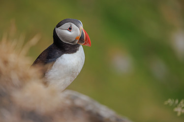 Similar image 21915870