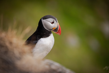 Similar image 21915490