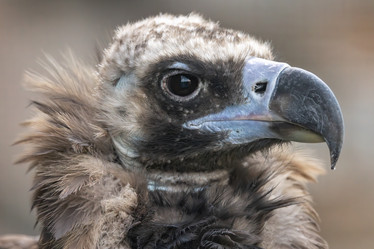 Similar image 21915730