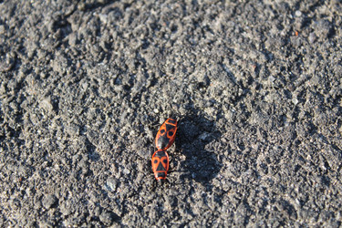 Similar image 21936923