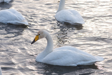 Similar image 21945799