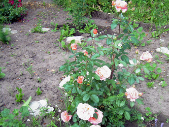 Similar image 21911985