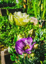 Similar image 21911569