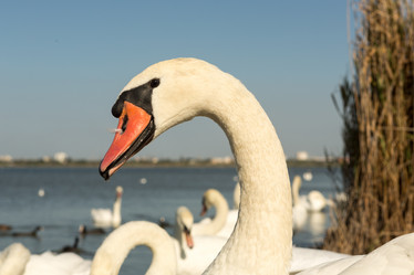 Similar image 21947921