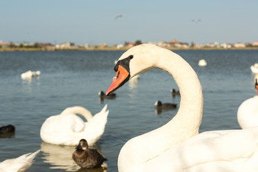 Similar image 21947268