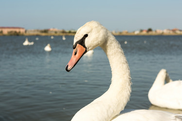 Similar image 21947272