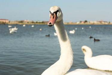 Similar image 21947274