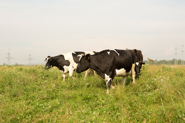 Similar image 21947730