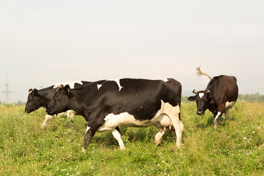 Similar image 21947731