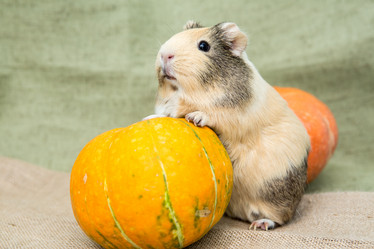 Similar image 21947533