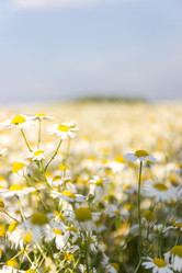 Similar image 21947735