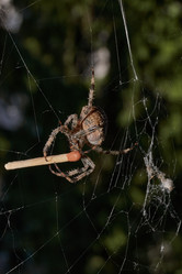 Similar image 21911739