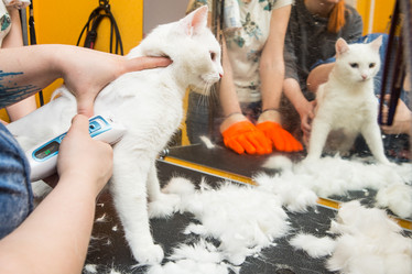 Similar image 21947769