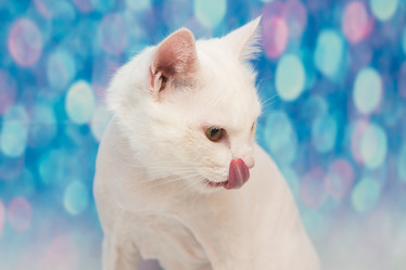 Similar image 21947594