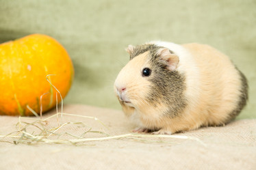 Similar image 21947139