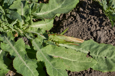 Зеленый или обыкновенный червь (лат. Tettigonia viridissima) вид насекомых из семейства Настоящие черви отряда прямокрылых, обитающих в саду - Andrei Zhigaltsov