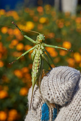 Similar image 21915826