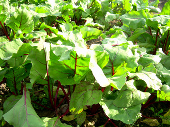 Similar image 21912019